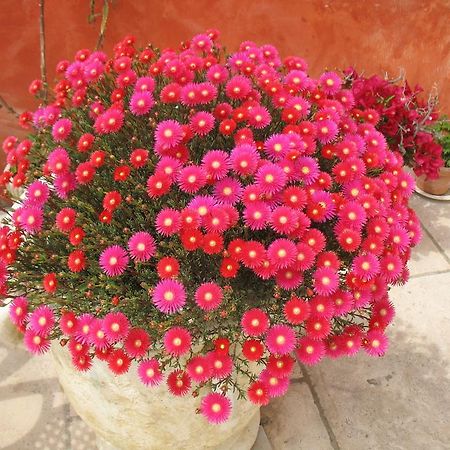 B&B La Cigaline Villedieu  Екстериор снимка